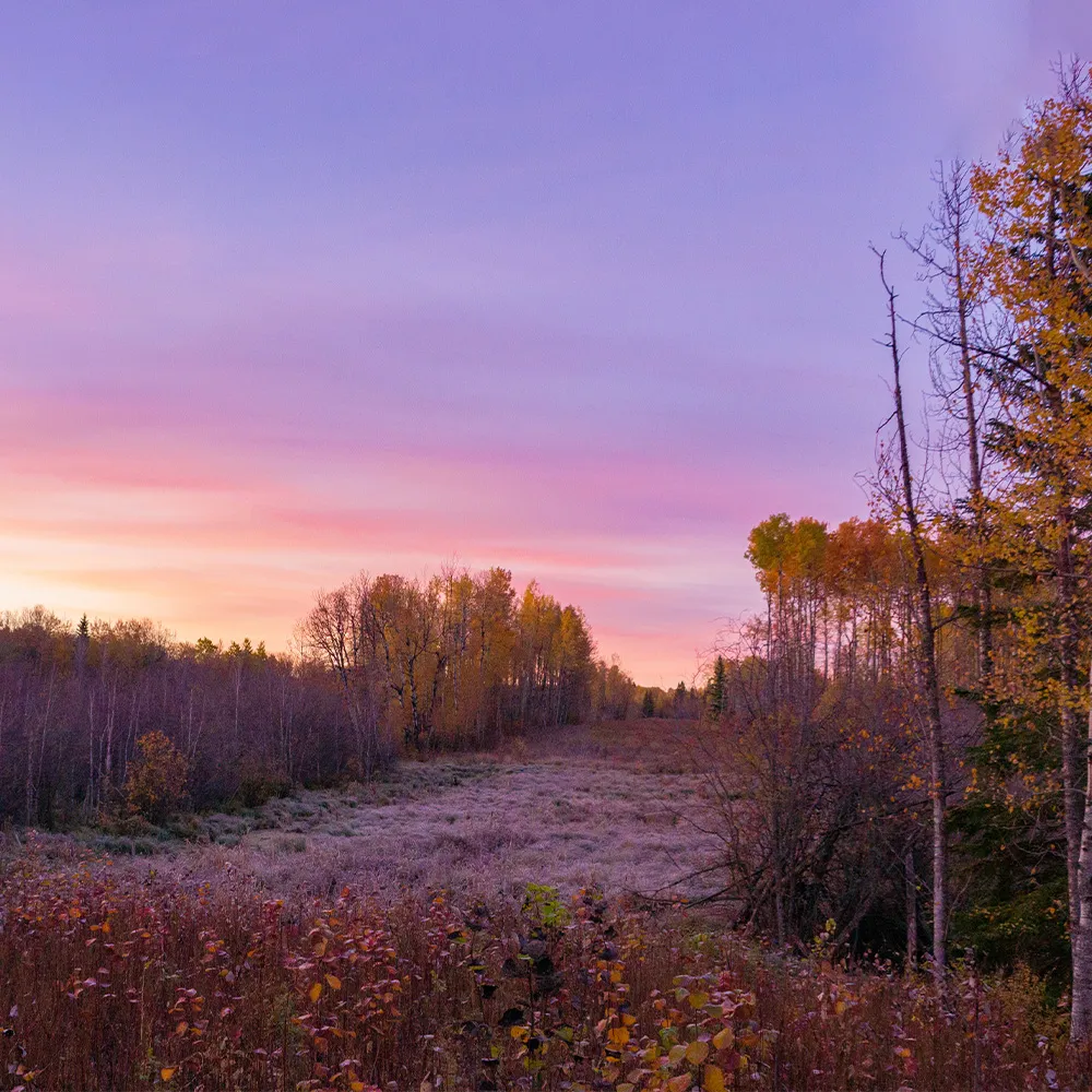 View of forest around the ignis dome
